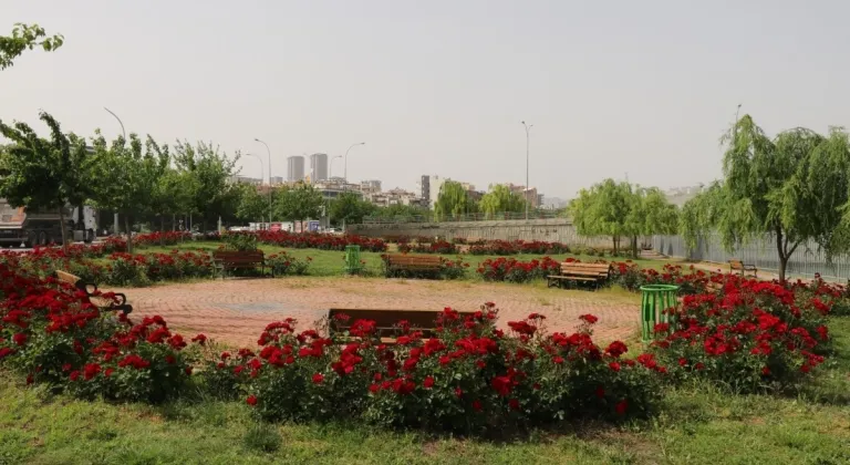 Şanlıurfa Belediyesi park ve bahçeleri yaza hazır hale getiriyor  - Videolu Haber