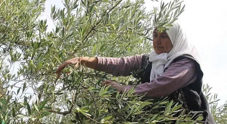 Sofralık zeytin ihracatı 150 milyon doları aştı