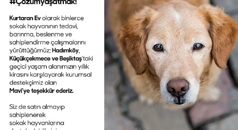 Sokak hayvanları için Kurtaran Ev ve Mavi İş birliği