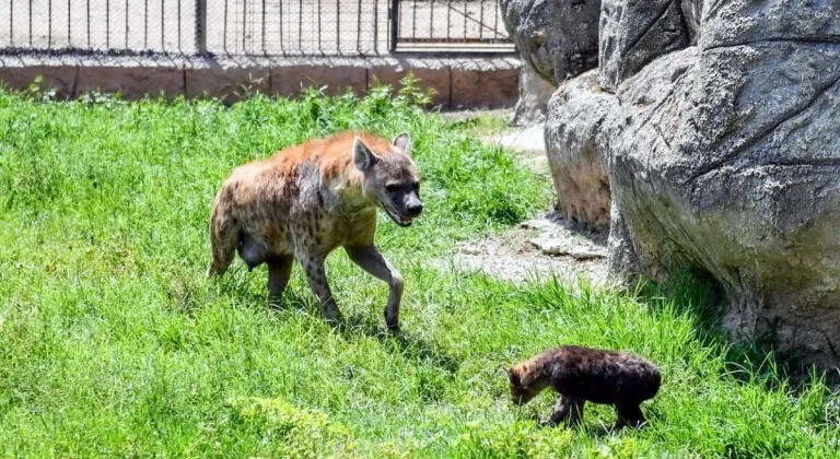 Tarsus Doğa Parkı Yeni Üyelerine Kavuştu