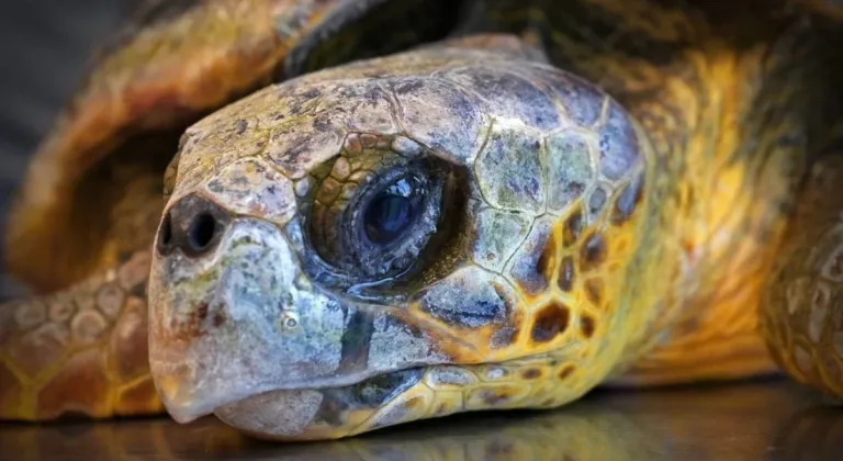 Yaralı Caretta Caretta'ya yardım elli uzatıldı