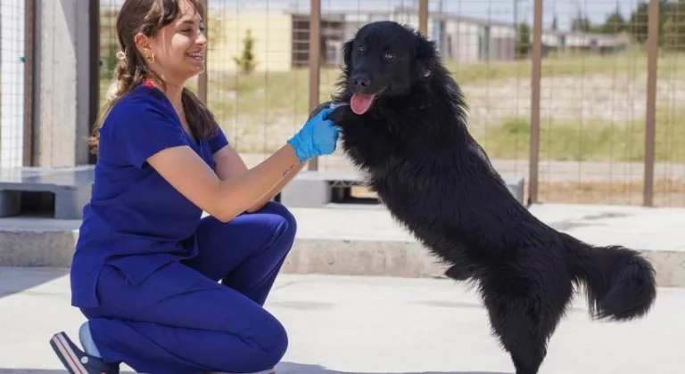 Yılın ilk 6 ayında İzmir’deki barınaklardan 500 köpek sahiplendirildi