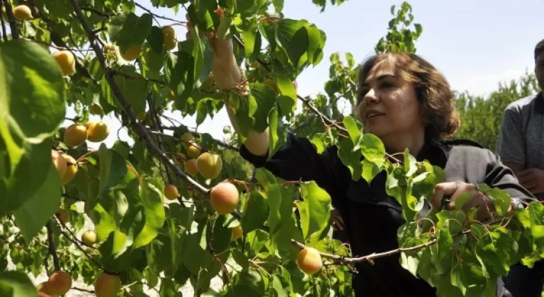 Yılmaz, üreticilerle kayısı topladı, hasat yaptı