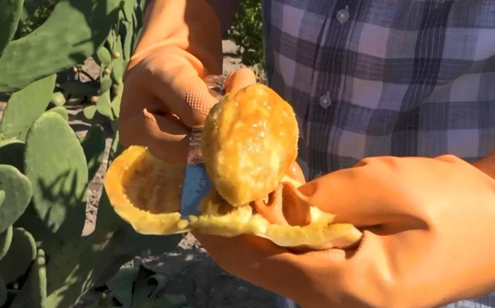 Kurak Tarlalardan Gelen Lezzet: Dikenli İncir Artık Dondurma OlduKurak Tarlalardan Gelen Lezzet: Dikenli İncir Artık Dondurma Oldu