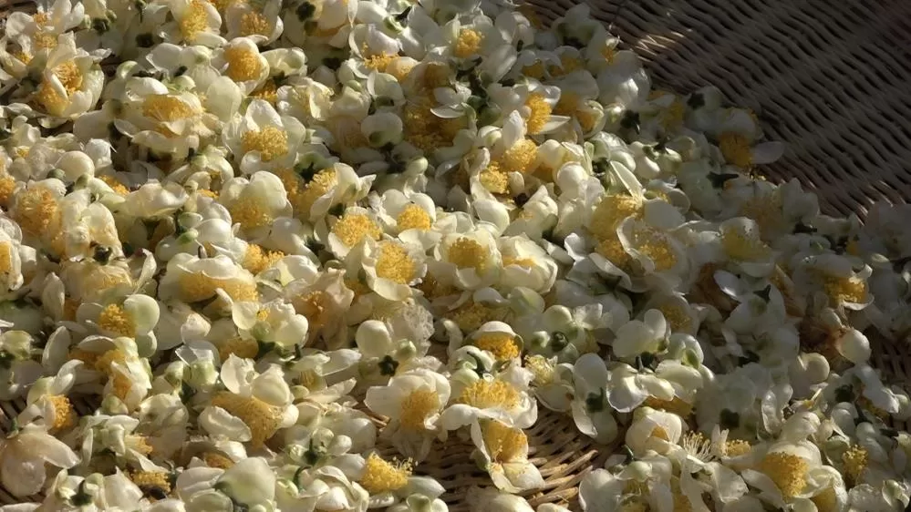 Doğu Karadeniz’de Çay Çiçeği Çayı Kilosu 6 Bin TL’den Satılıyor