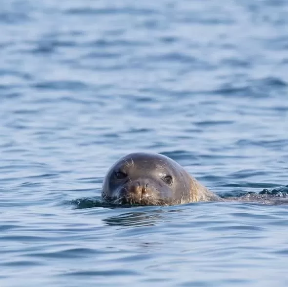 Nesli tehlike altındaki Akdeniz fokları Bozyazı kıyılarında korunuyor. Yetkililer, mağaralara girilmemesi ve foklara yaklaşılmaması uyarısı yaptı.