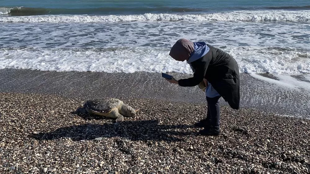 Bir Caretta Caretta Daha Ölü Bulundu