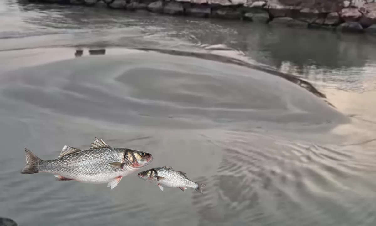 Mersin, Taşucu’nda Levrek Hareketliliği Sahilde Yoğunluk Oluşturdu