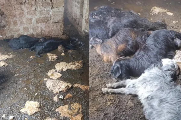 Tarsus’ta Ahıra Yıldırım Düştü: 5 Küçükbaş Hayvan Telef Oldu