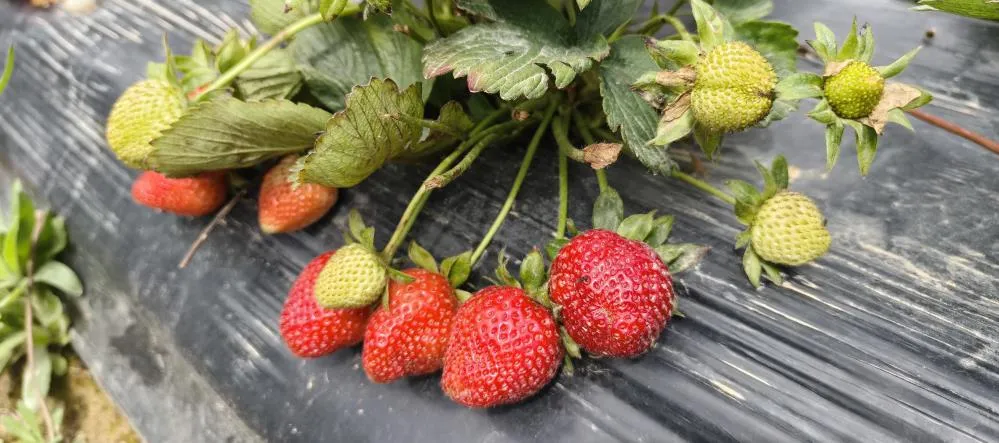 Silifke Çileğinde Hasat Başladı! Fiyatlar Dudak Uçuklattı, İhracat Tam Gaz